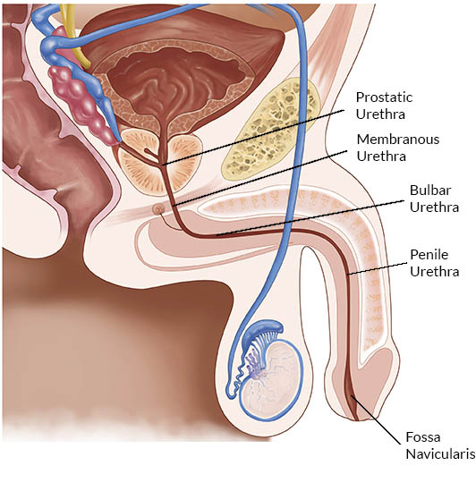 Male Urethra